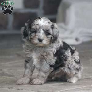 Kody – F1b, Cavapoo Puppy